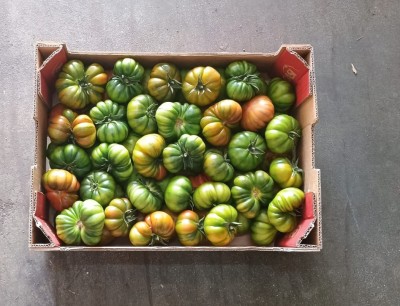 Foto Pomodoro Costoluto Origine Spagna Marchio Naturalmente 3